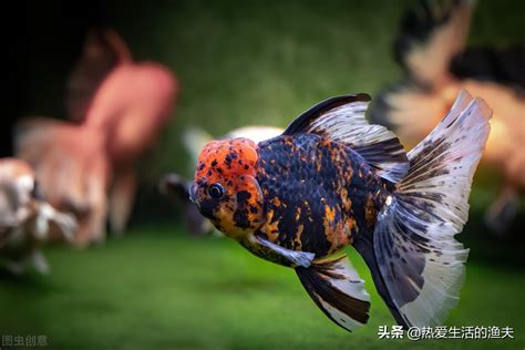 獅頭金魚大小|泰獅飼養大全，看完就會養，瘋長一夏天